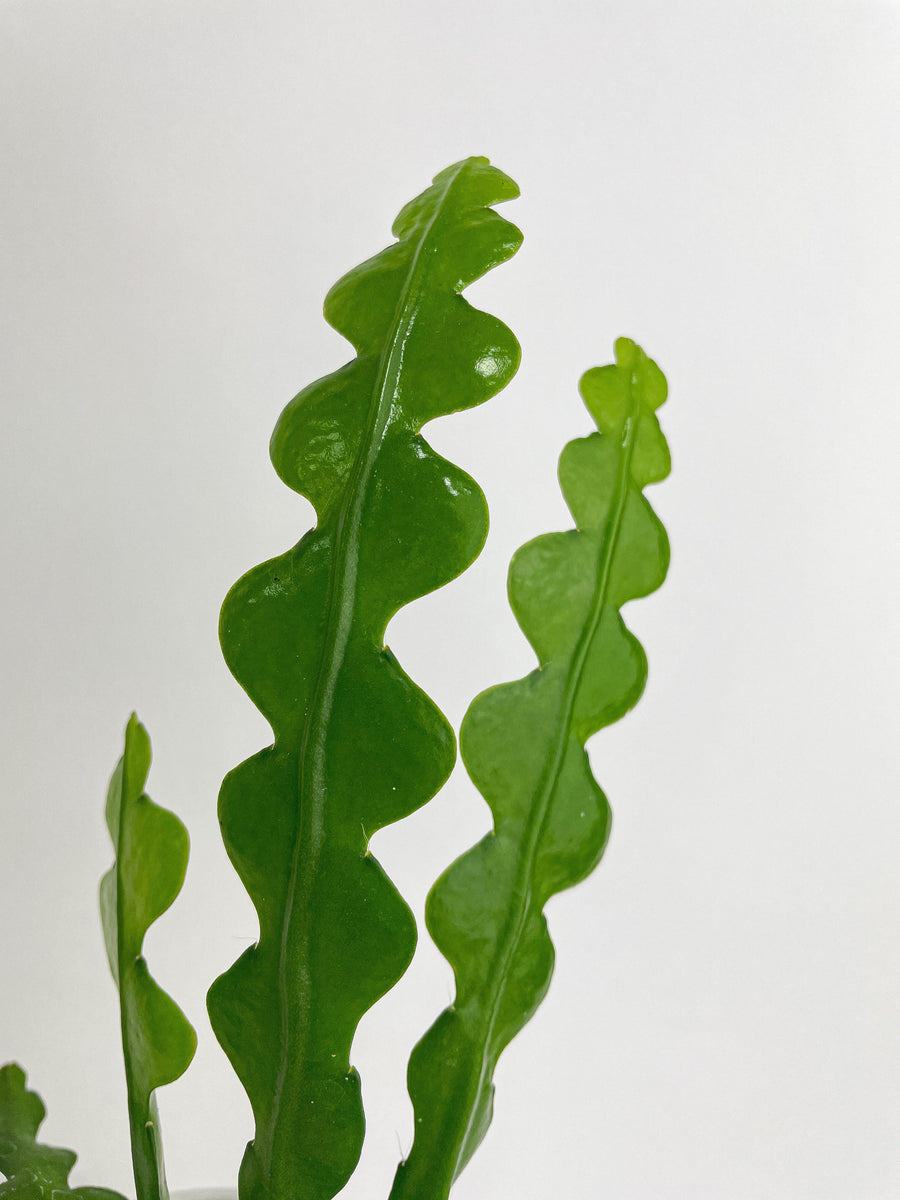 Ric Rac Fishbone Cactus Bumble Plants