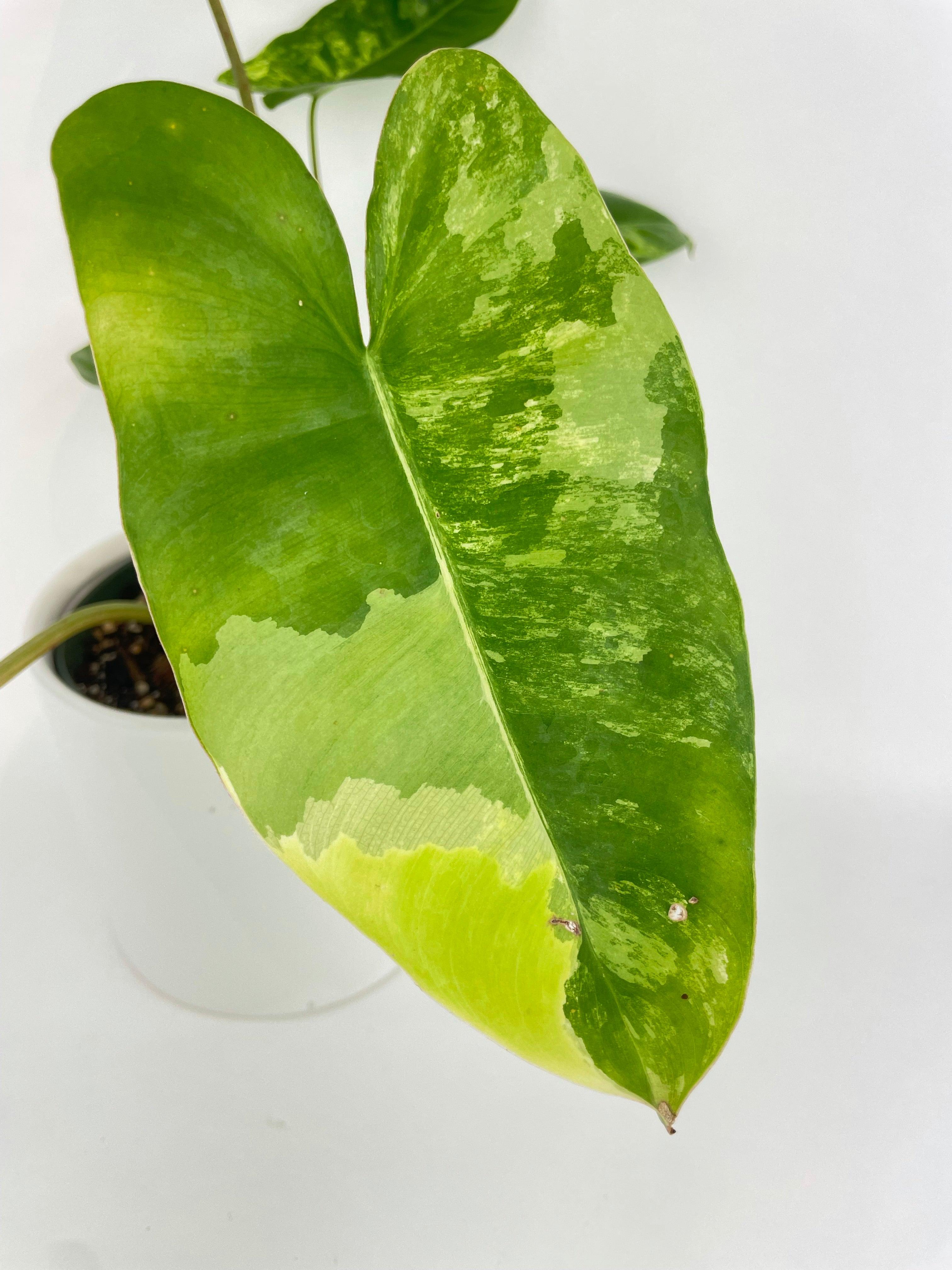 Variegated Philodendron Burle Marx - Bumble Plants