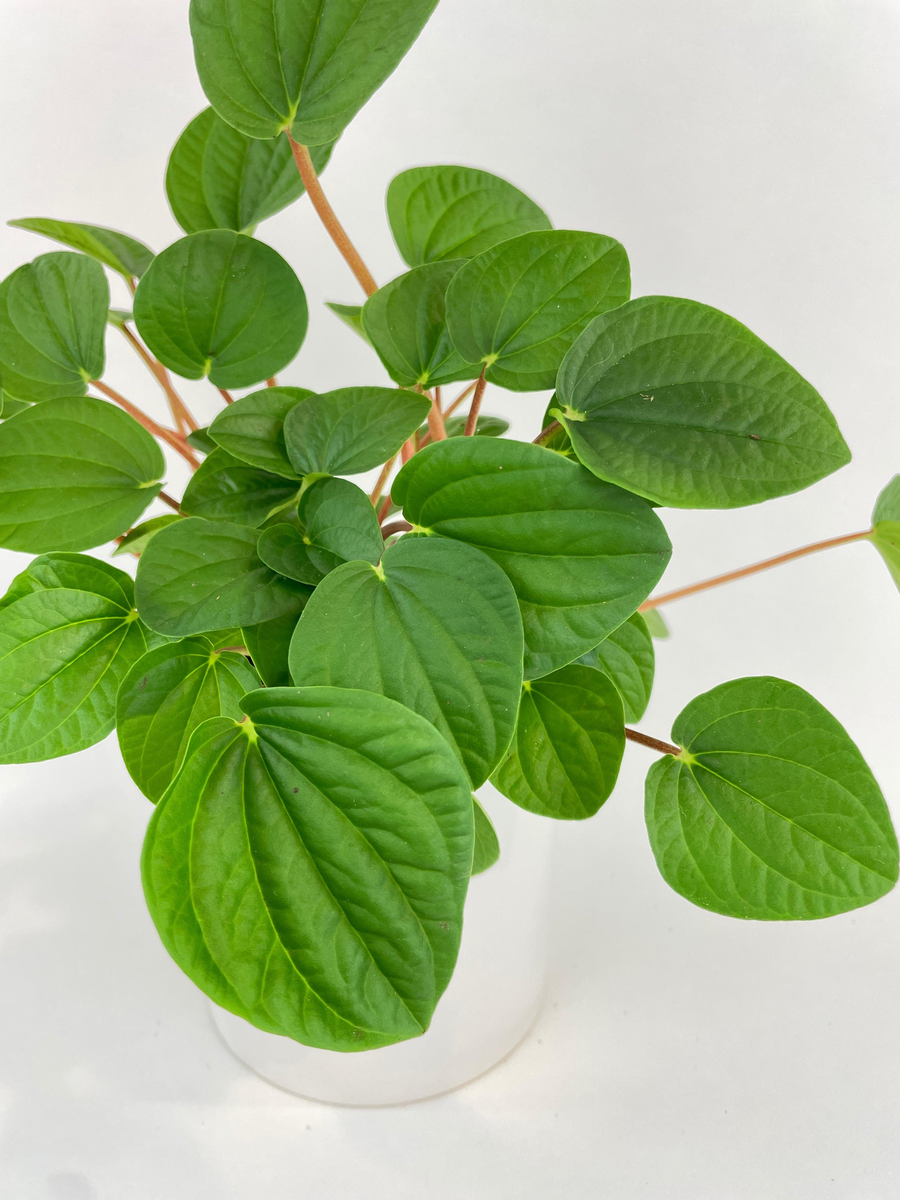 Peperomia Rana Verde - Bumble Plants