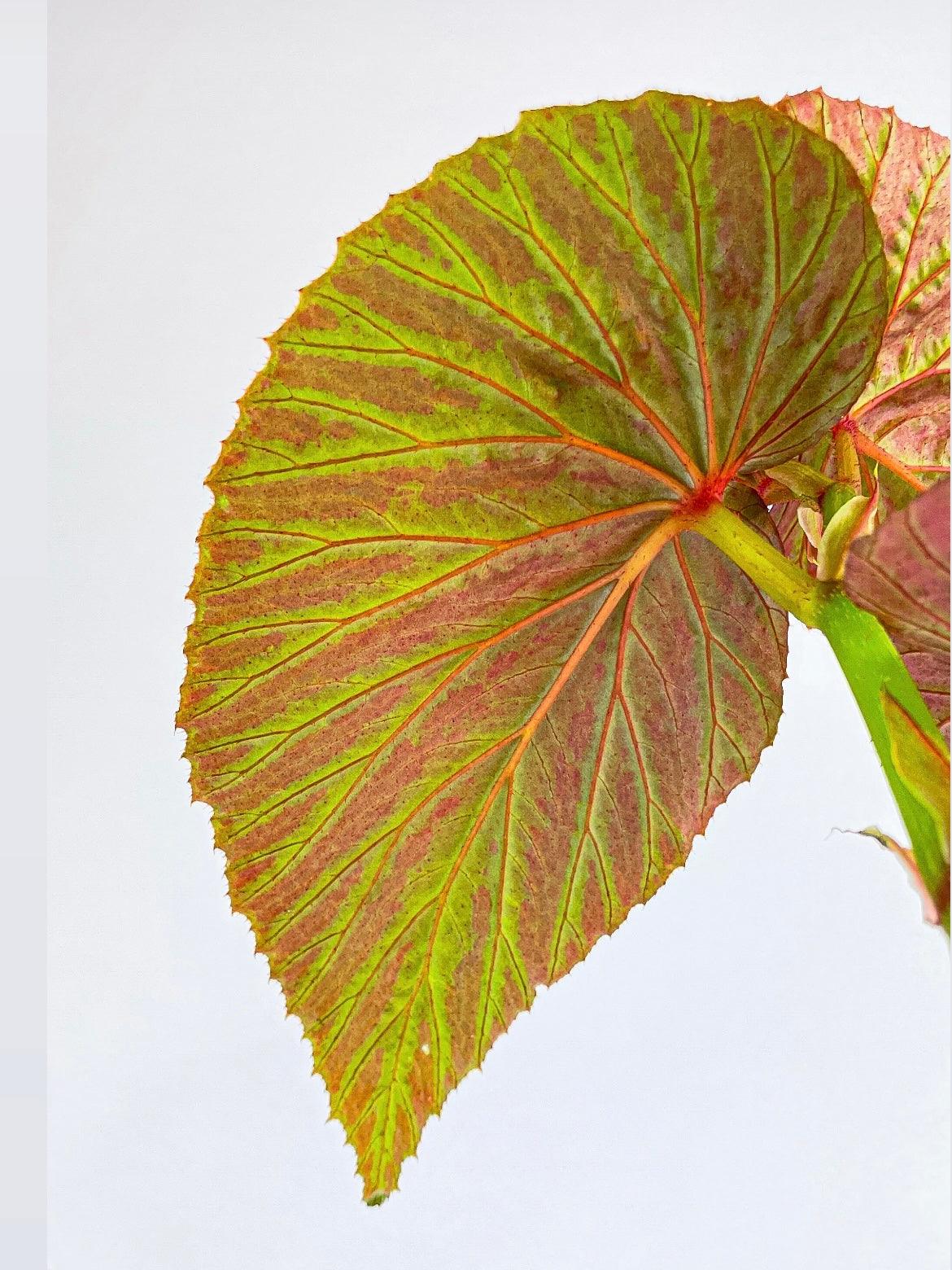Begonia Brevirimosa Exotica - Bumble Plants