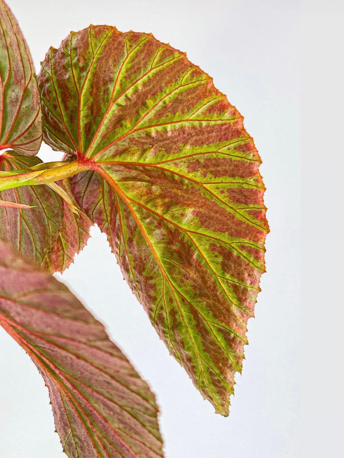 Begonia Brevirimosa Exotica - Bumble Plants