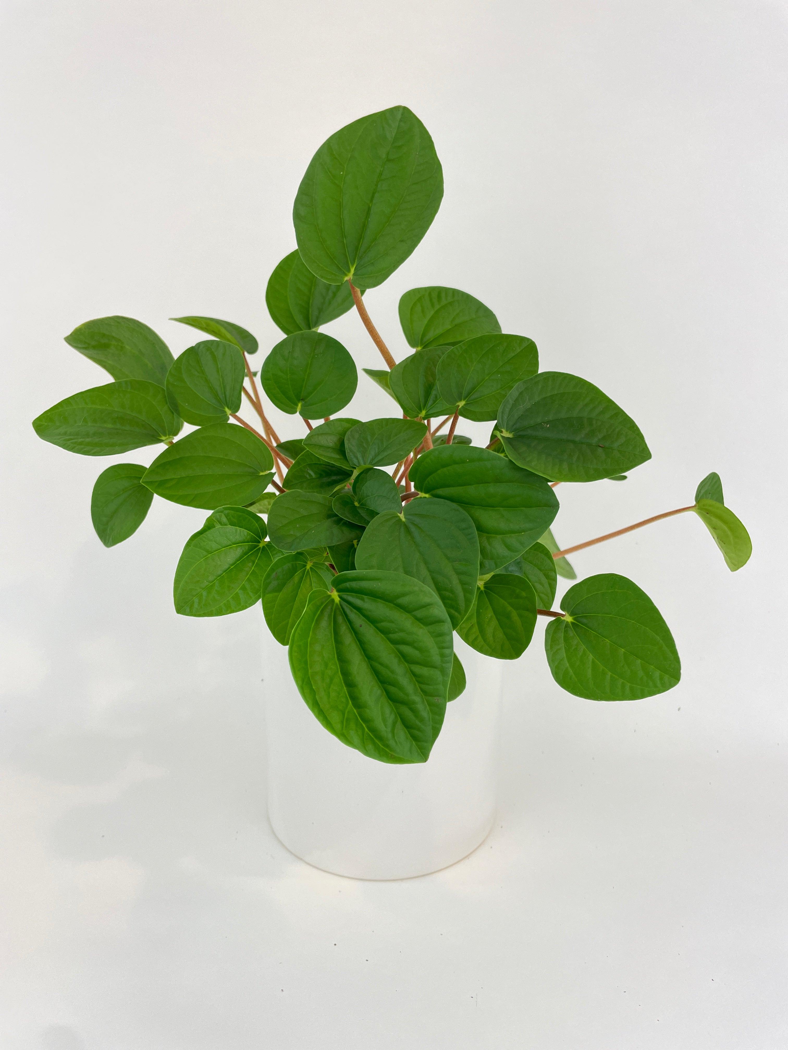 Peperomia Rana Verde - Bumble Plants