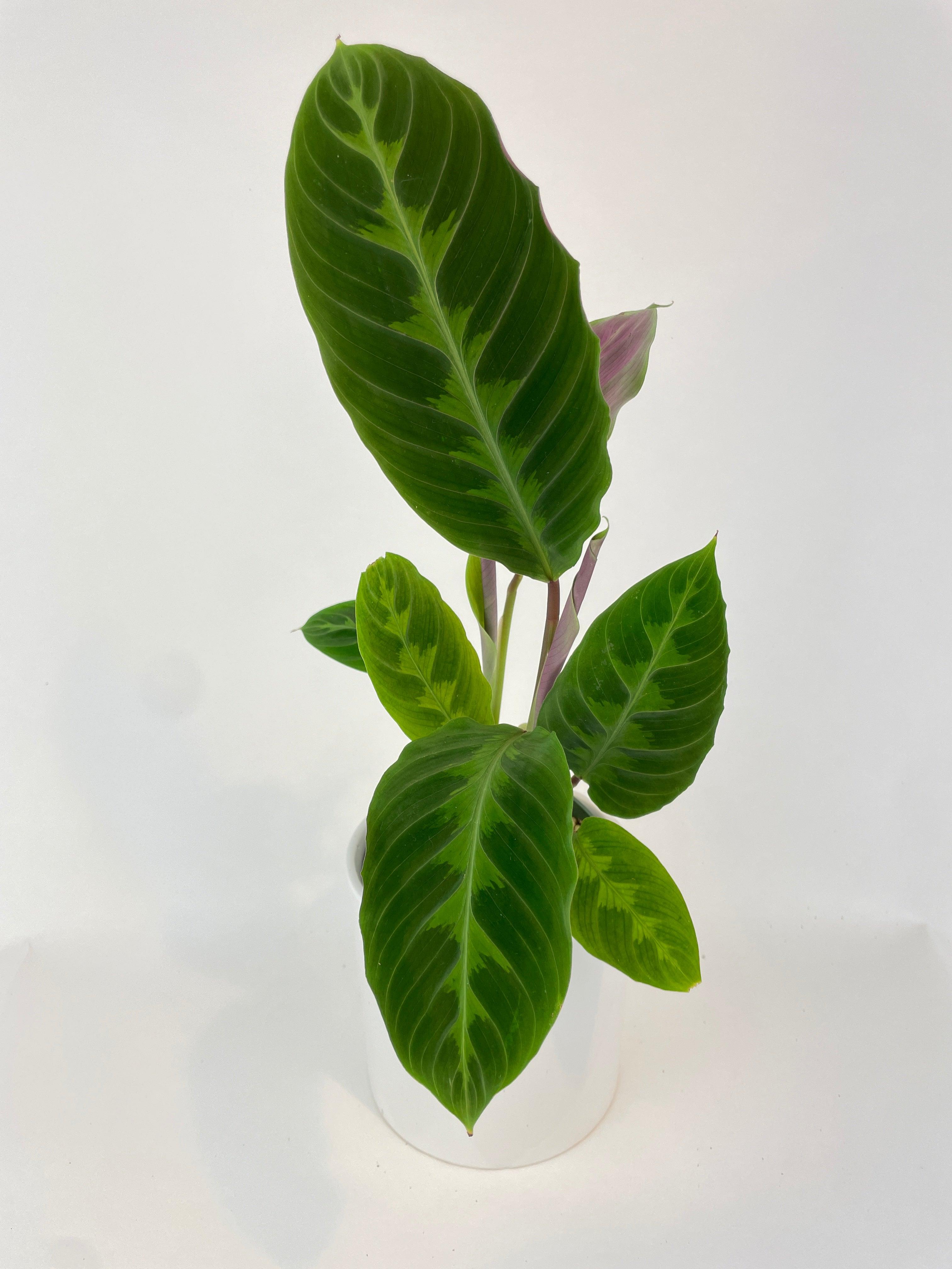 Calathea Warscewiczii “Jungle Velvet” - Bumble Plants