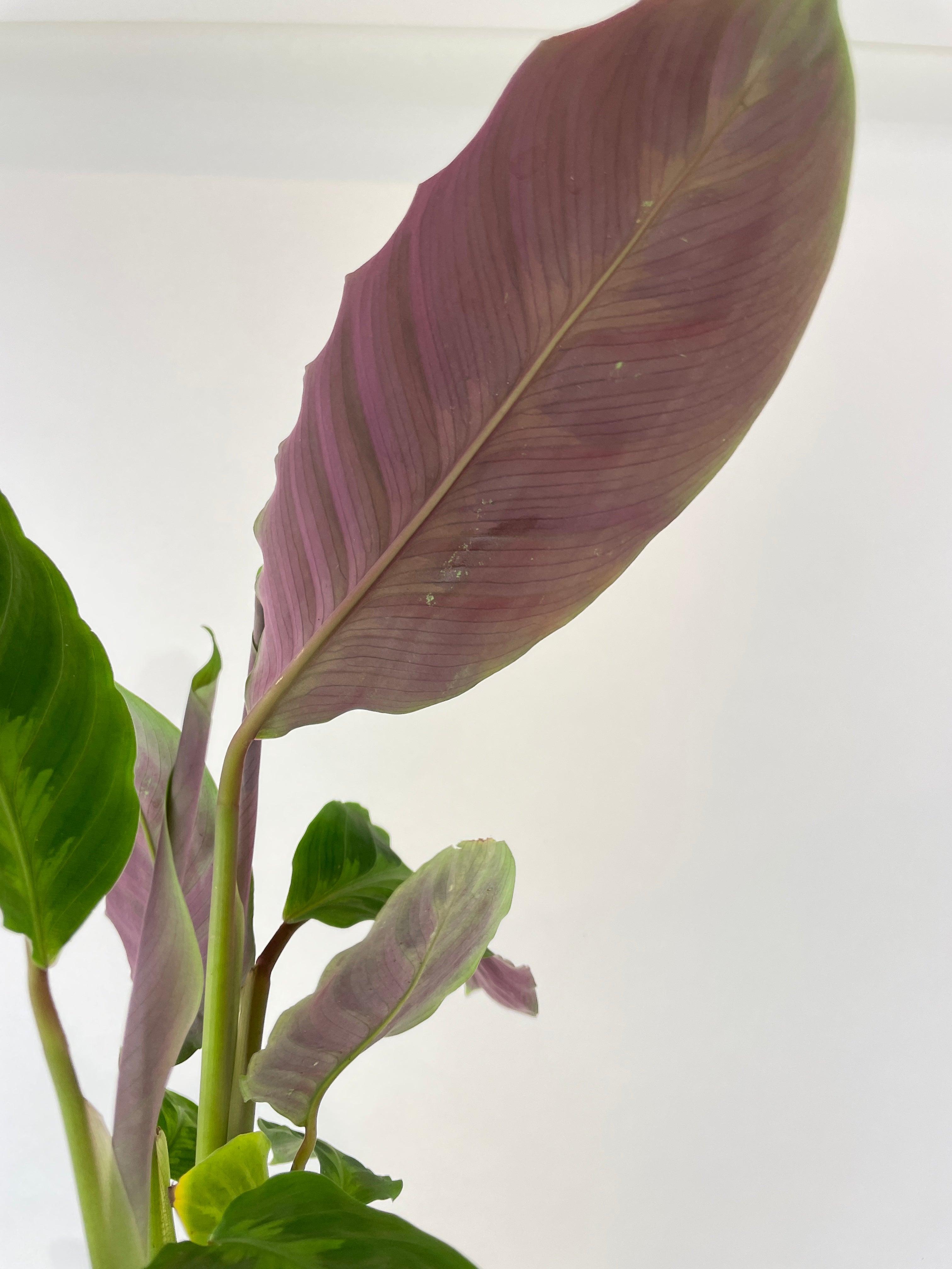Calathea Warscewiczii “Jungle Velvet” - Bumble Plants