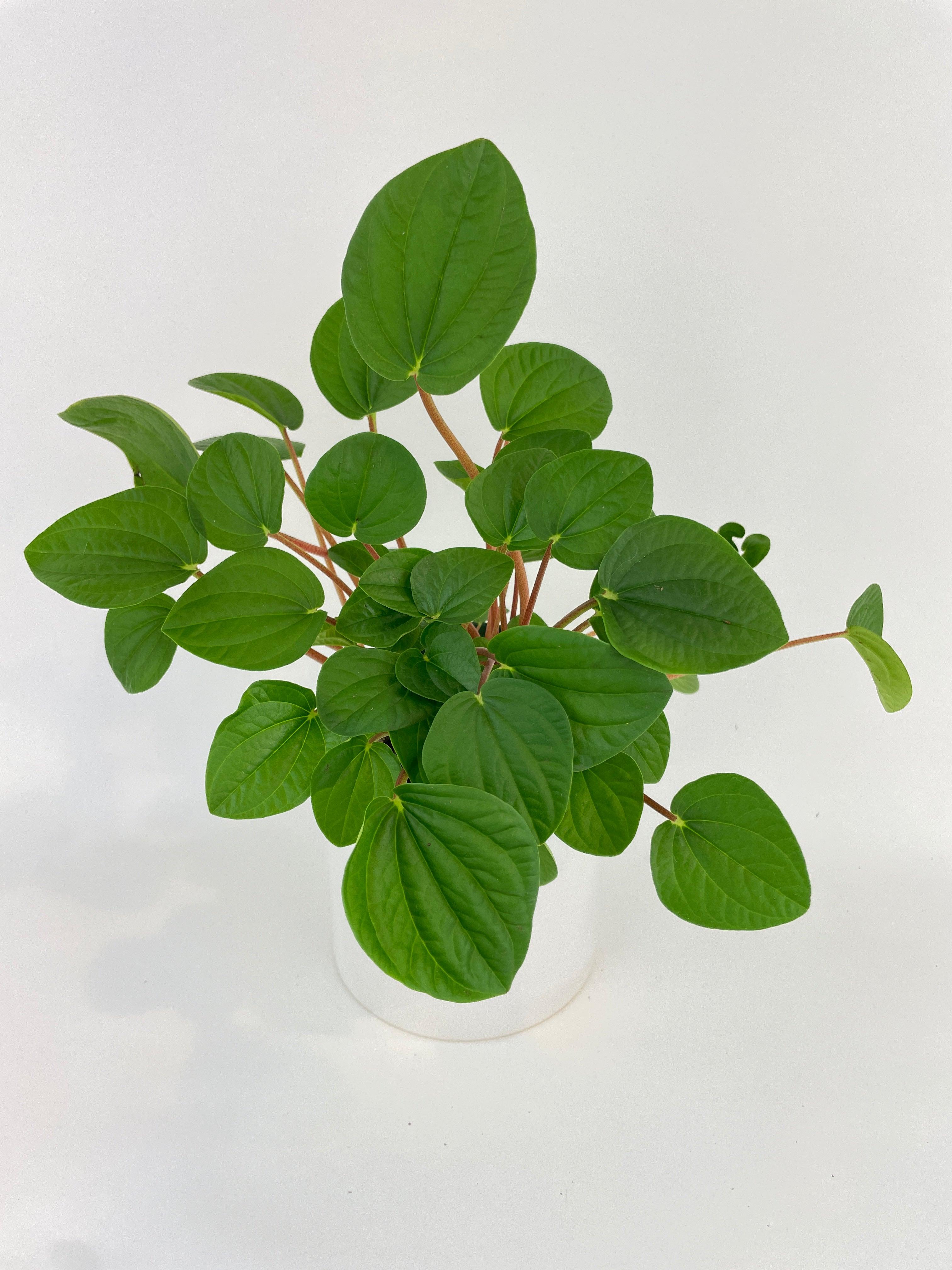 Peperomia Rana Verde - Bumble Plants