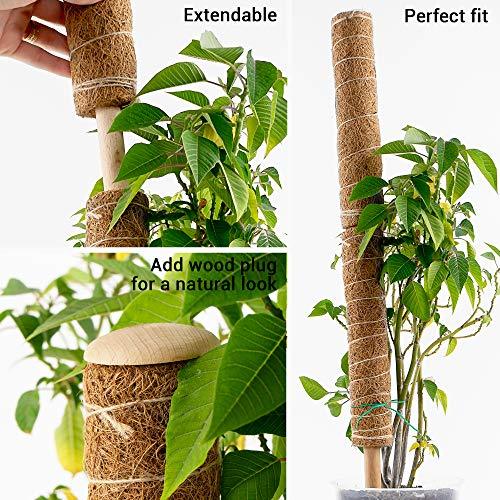 Coco Coir Climbing Pole - Bumble Plants