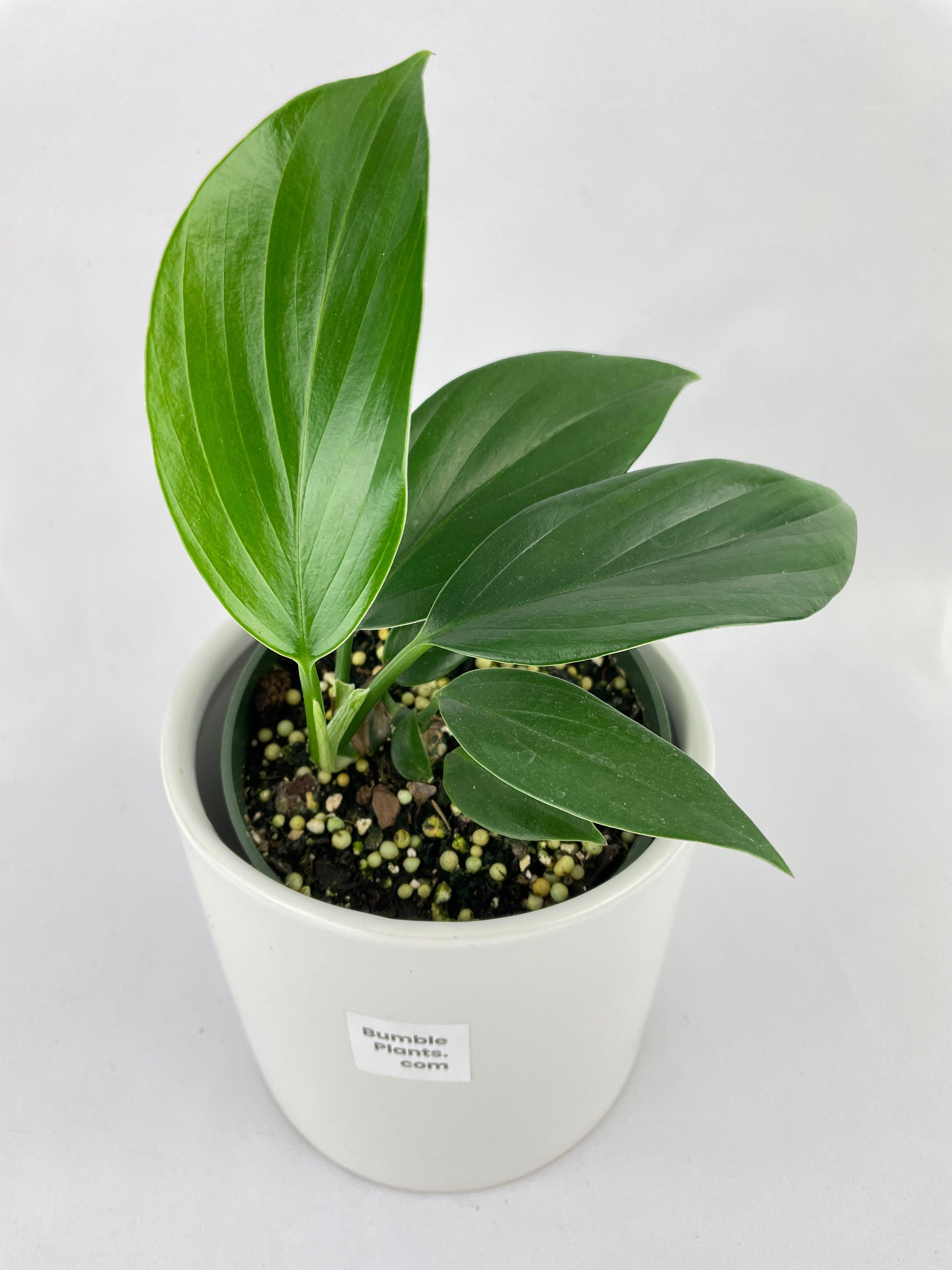 Rhaphidophora Decursiva - Bumble Plants
