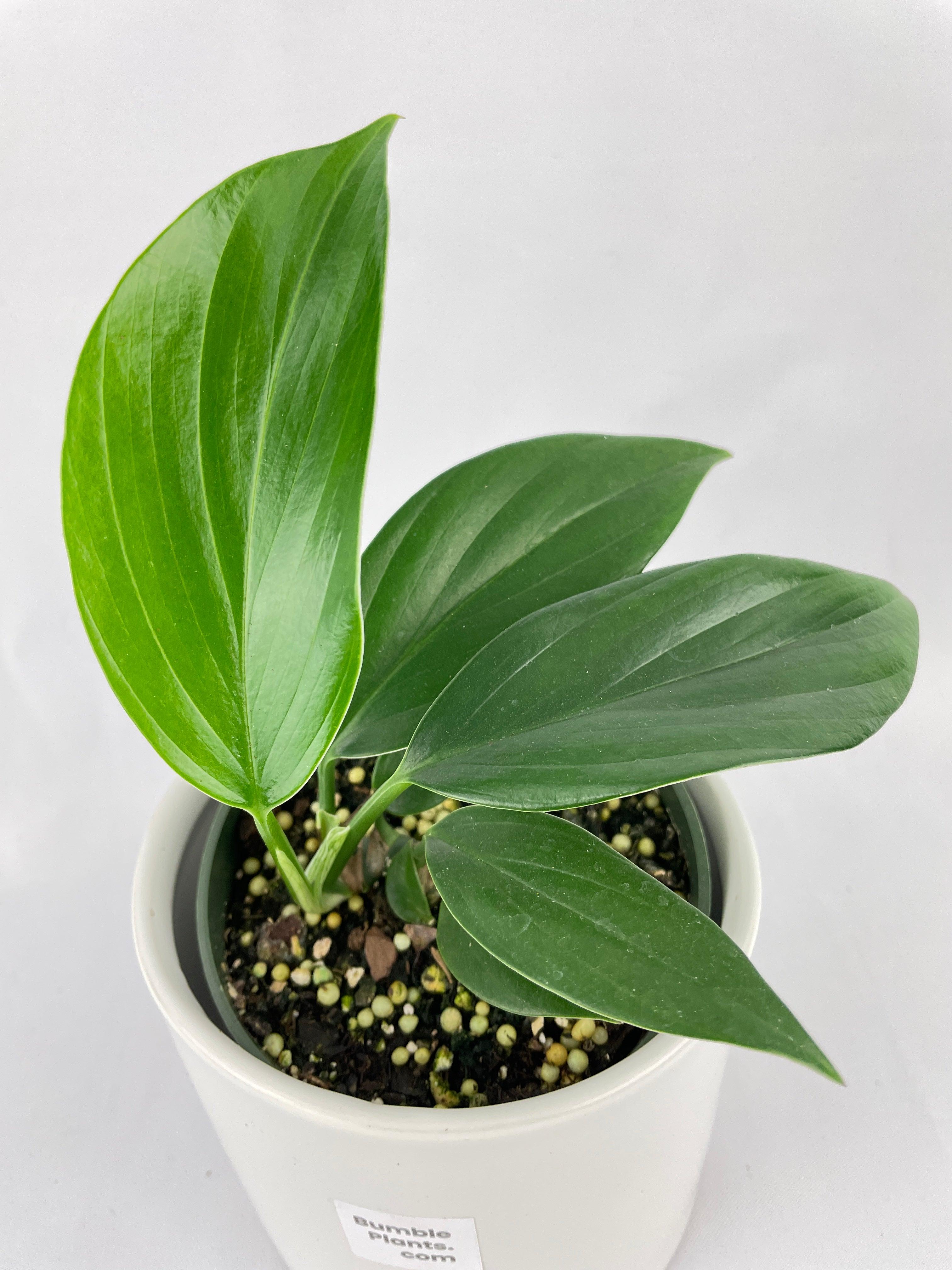 Rhaphidophora Decursiva - Bumble Plants
