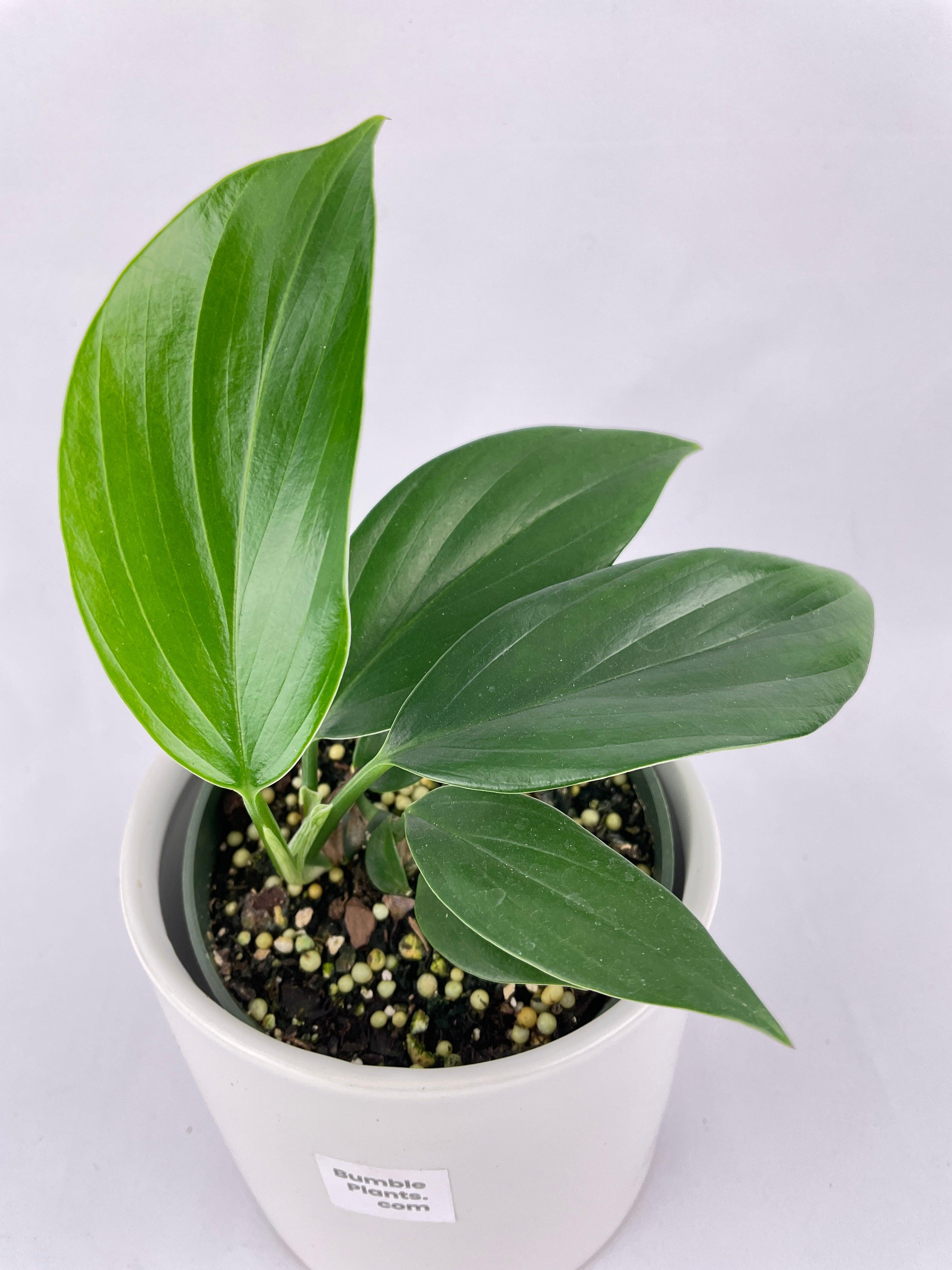 Rhaphidophora Decursiva - Bumble Plants