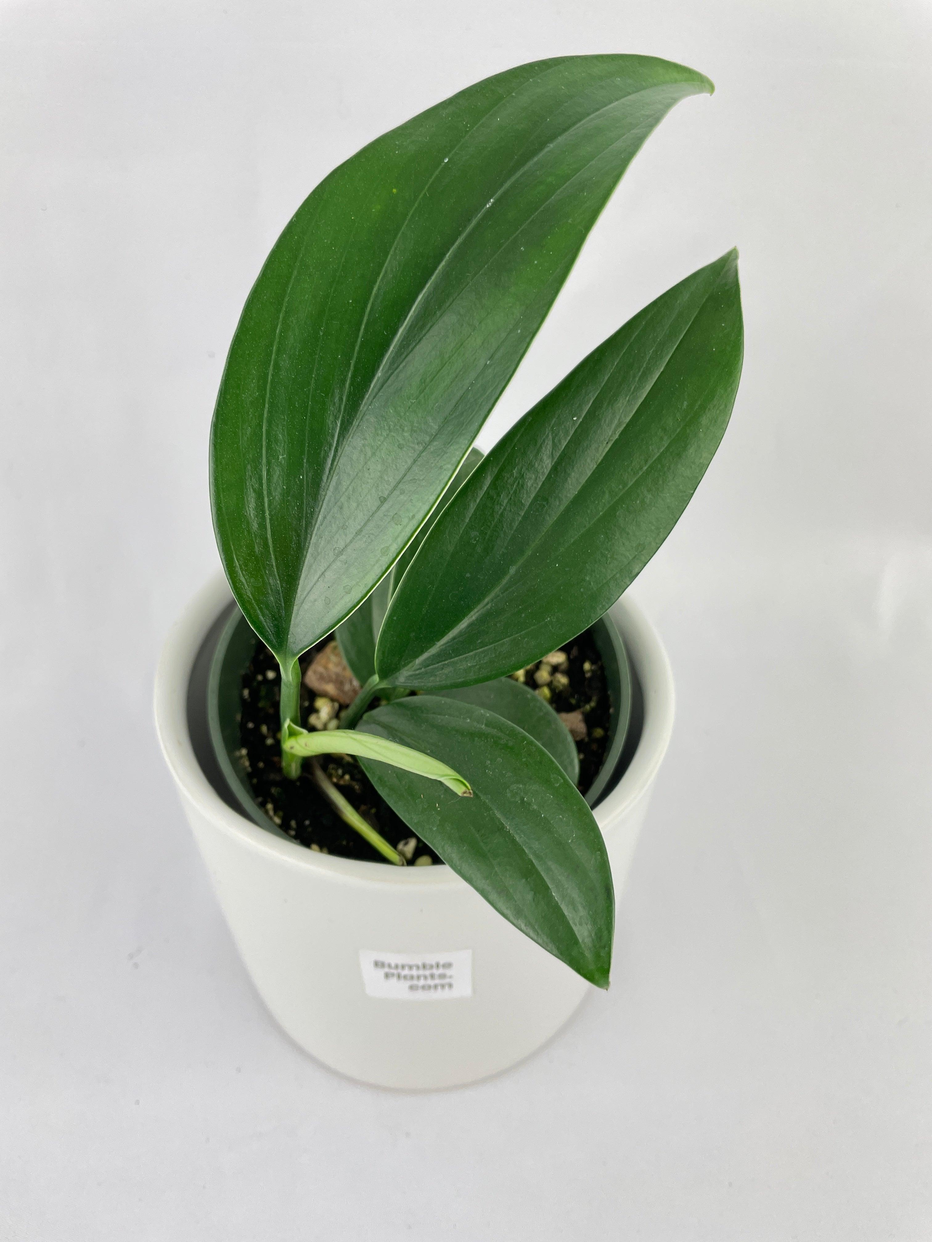 Rhaphidophora Decursiva - Bumble Plants