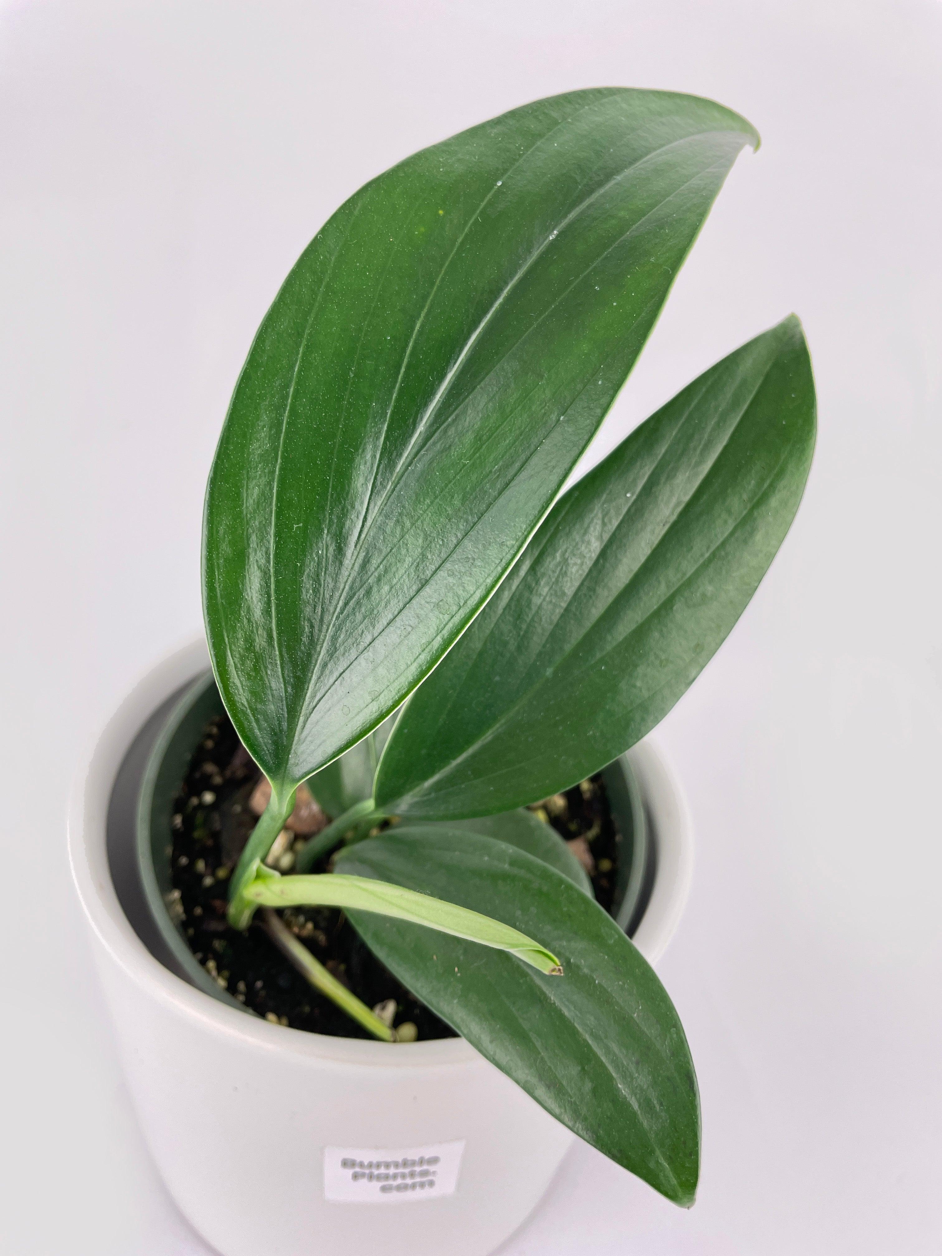 Rhaphidophora Decursiva - Bumble Plants
