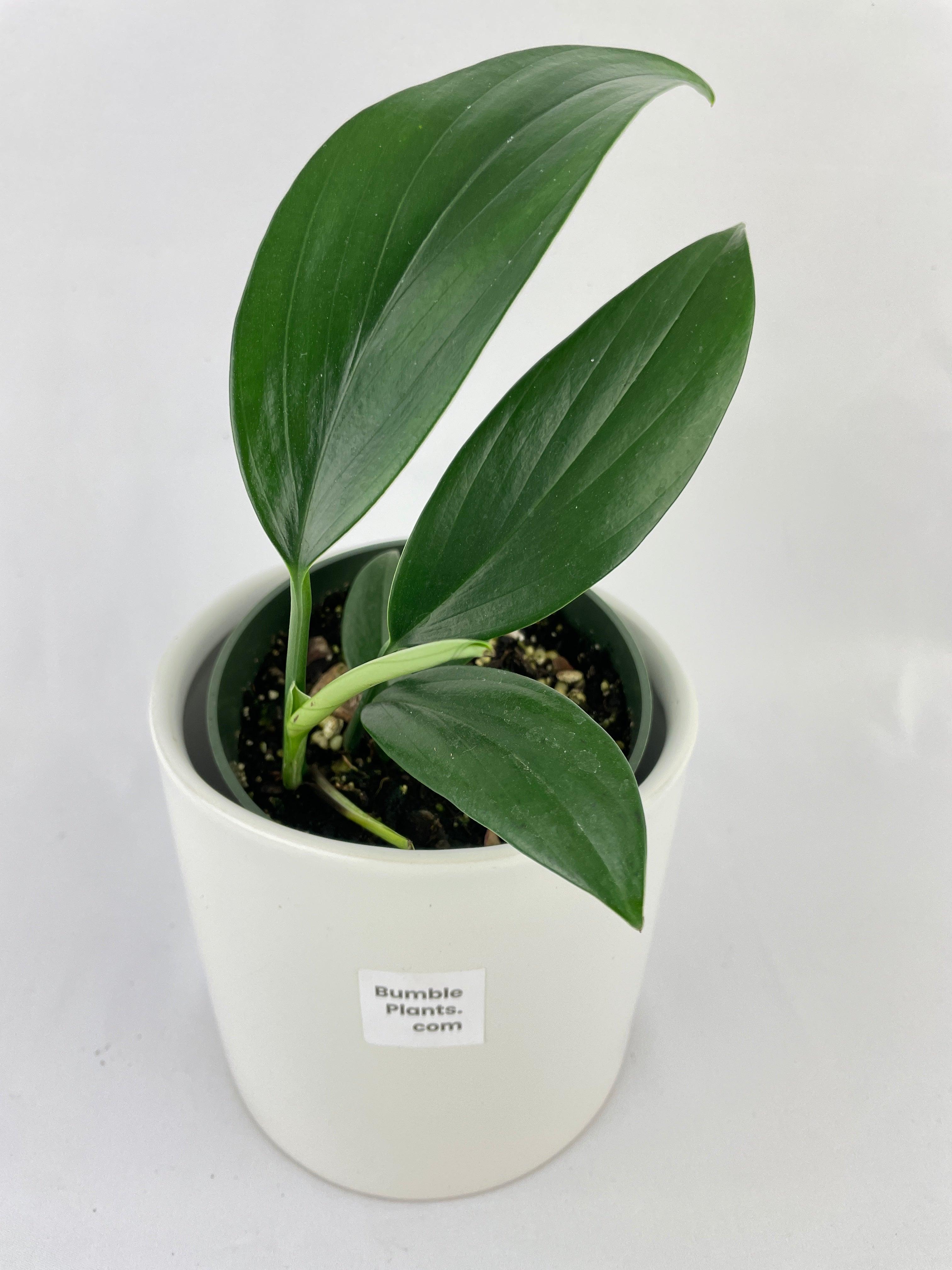 Rhaphidophora Decursiva - Bumble Plants