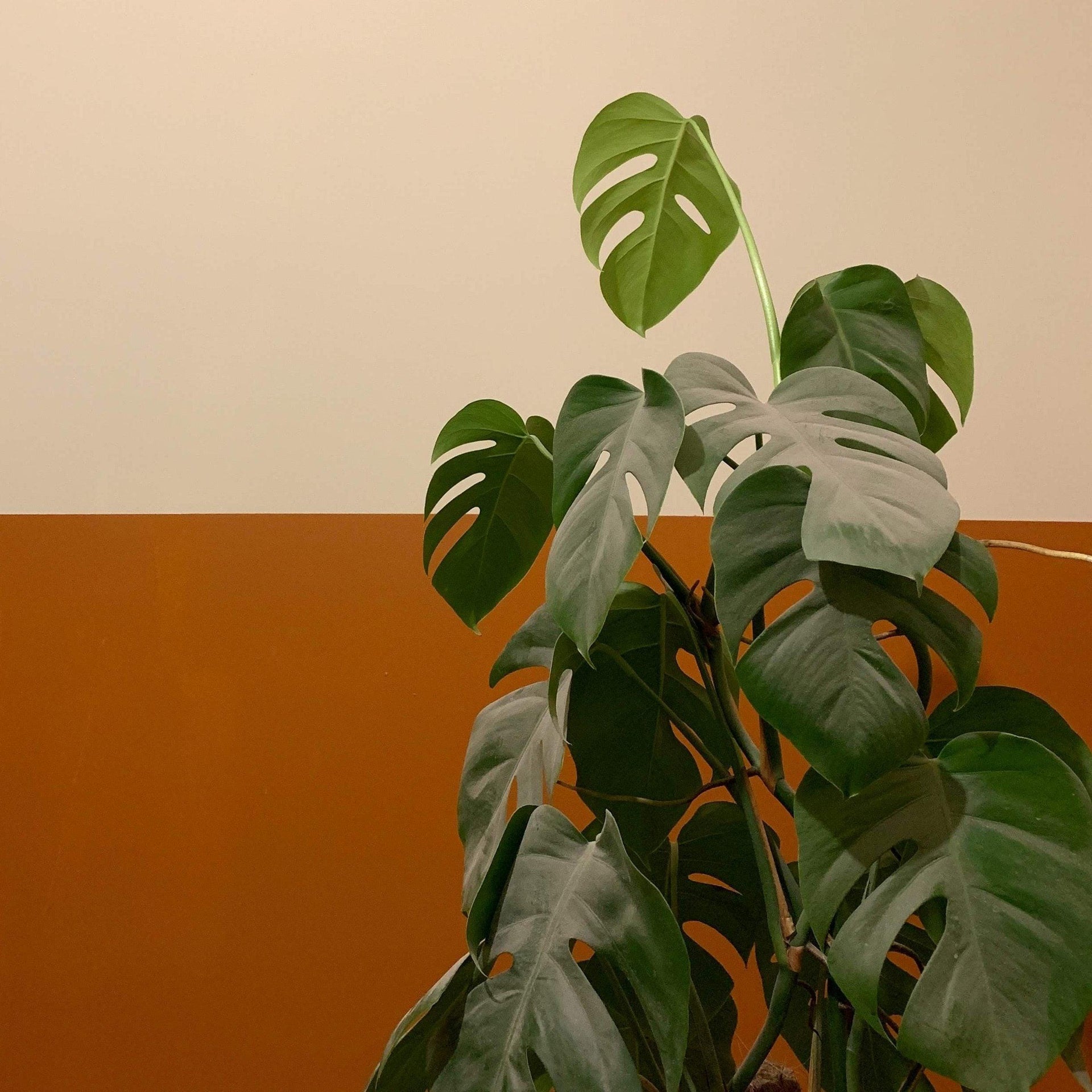 Why is my Monstera droopy?  Bumble Plants