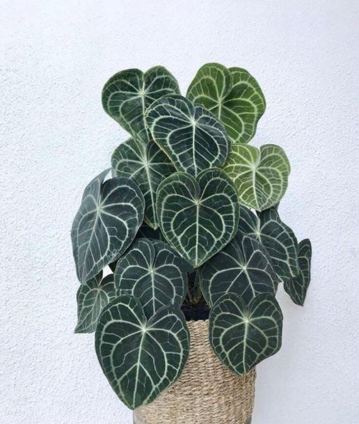 5 Rare Plants That Are Easy to Grow in 2023
