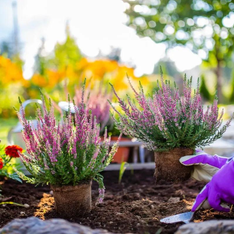 Top Tips for Autumn Plant Care to Ensure a Beautiful Garden
