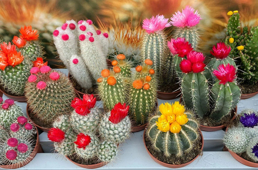 Benefits of Flowering Cactus Plants: An In-Depth Discussion