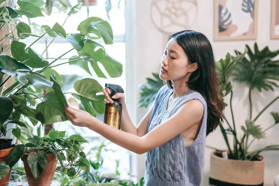 Benefits of Using Systemic Insecticide for Houseplants