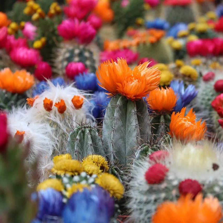 The Ultimate Guide to Blooming Cactus: Tips for a Colorful Display