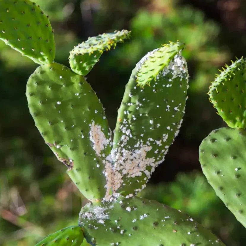 Common Flowering Cactus Pests and How to Control Them