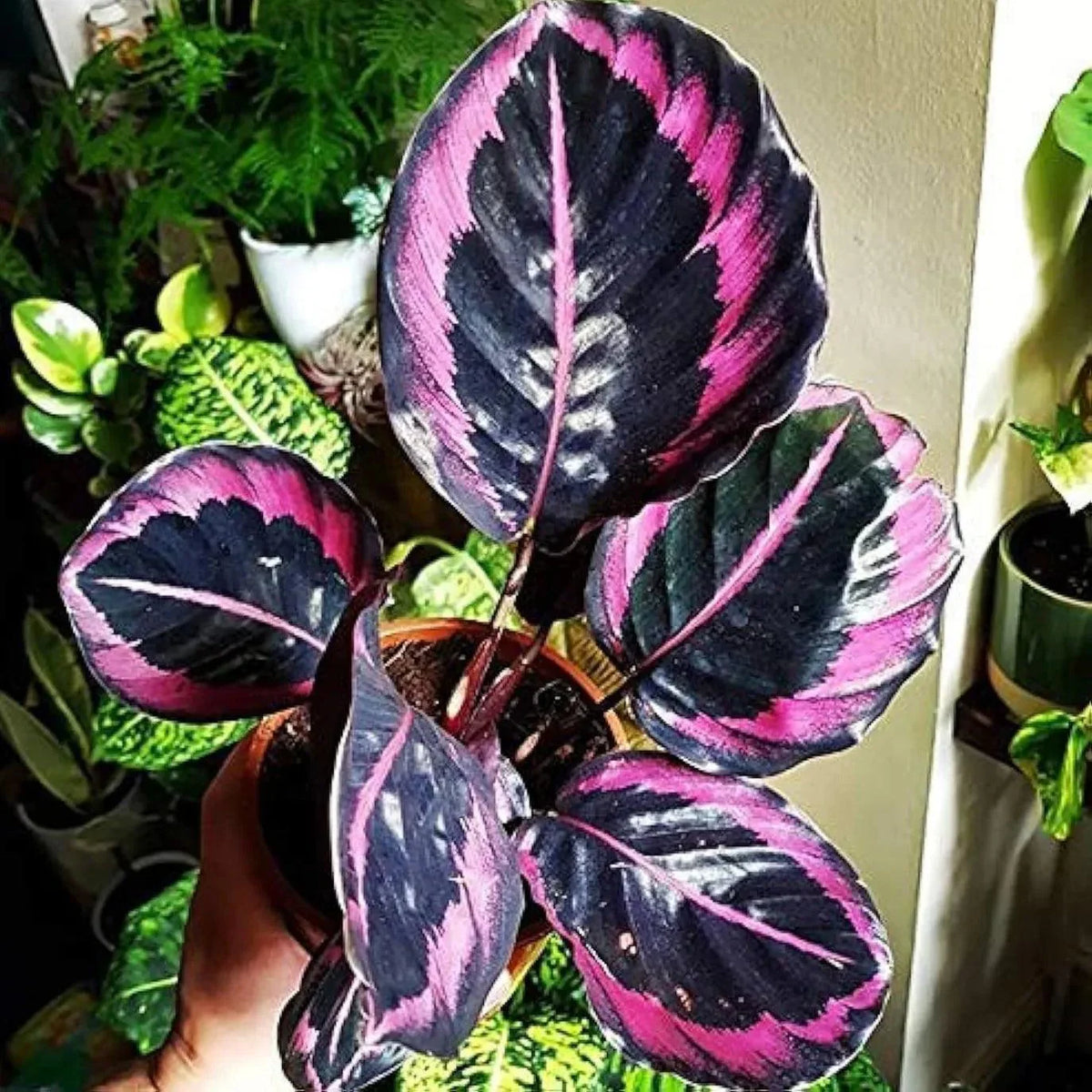 The Ultimate Guide to Calathea Rosy Care: Tips and Tricks – Bumble Plants