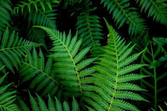 A Guide to Diversity of Ferns: Exploring Different Aspects