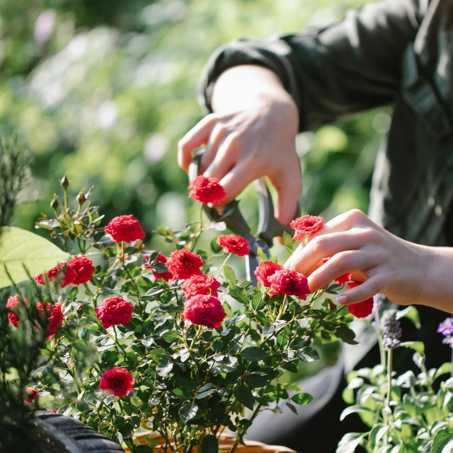 Elevate Your Plant Care Routine With These Essential Tools