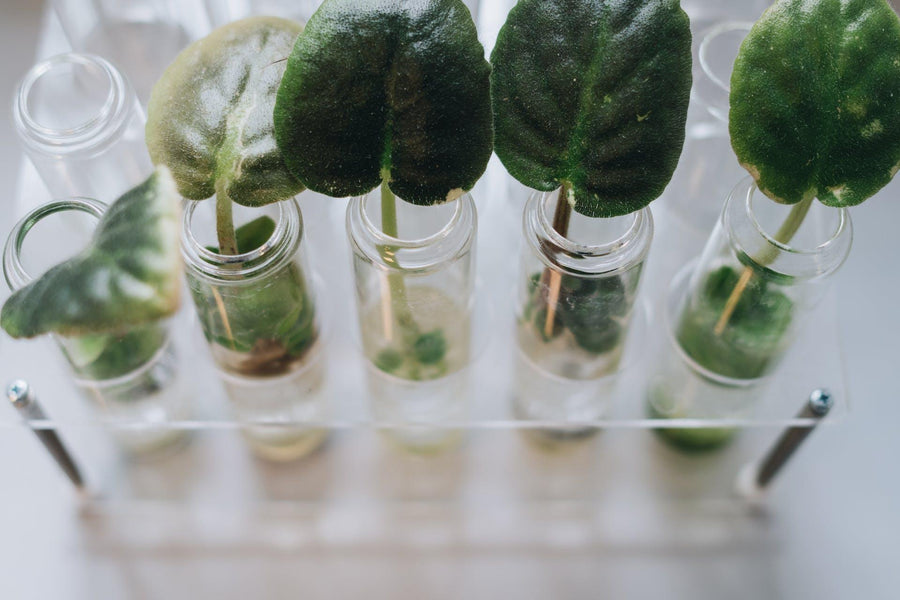 Allergy Alert: Exploring the Connection Between Plants and Allergic Reactions