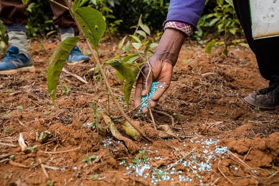 Fertilizer Application: Best Practices for Plant Growth