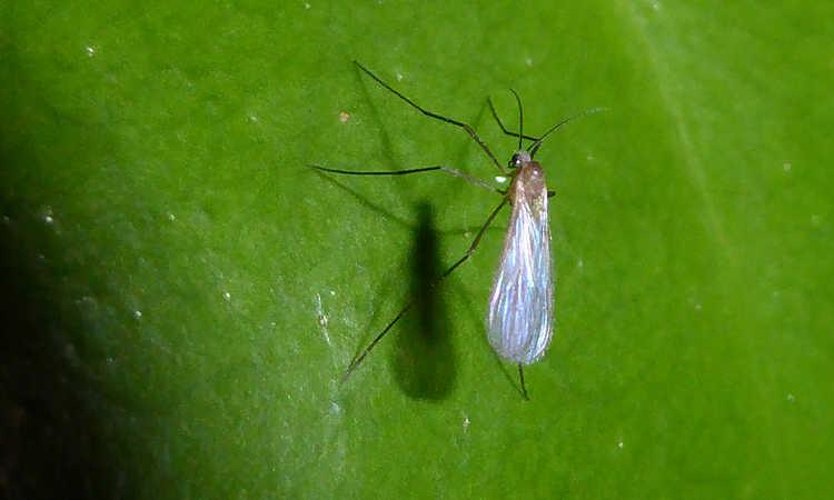 How to Get Rid of Gnats Forever