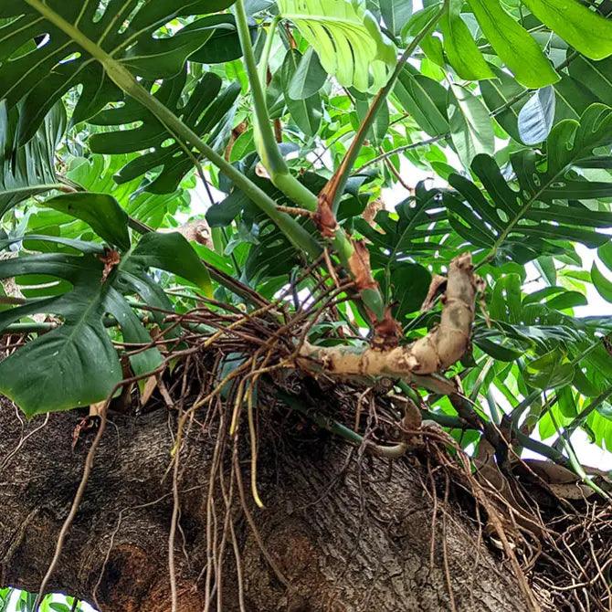 How to Care for Monstera Roots Above Soil, Monstera Roots Above Soil