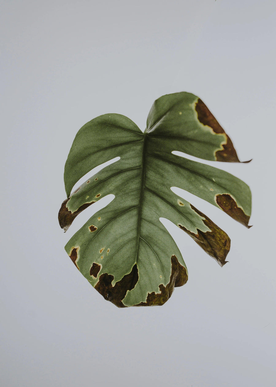 Beginner’s Guide: How to Prevent Diseases in Plants