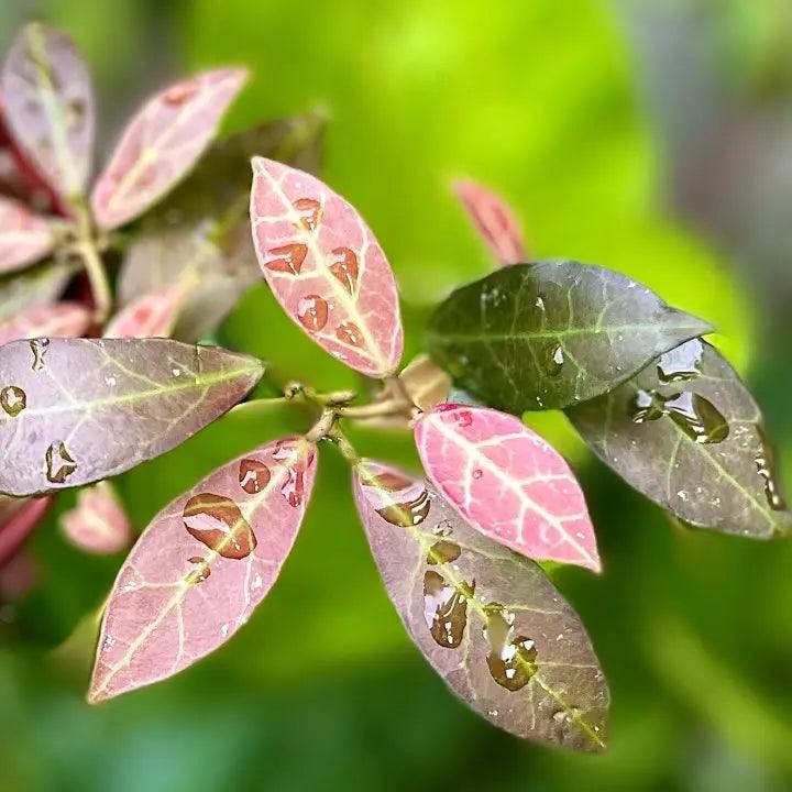 Hoya Rebecca - A Complete Care Guide for Beginners, Hoya Rebecca Care Tips,