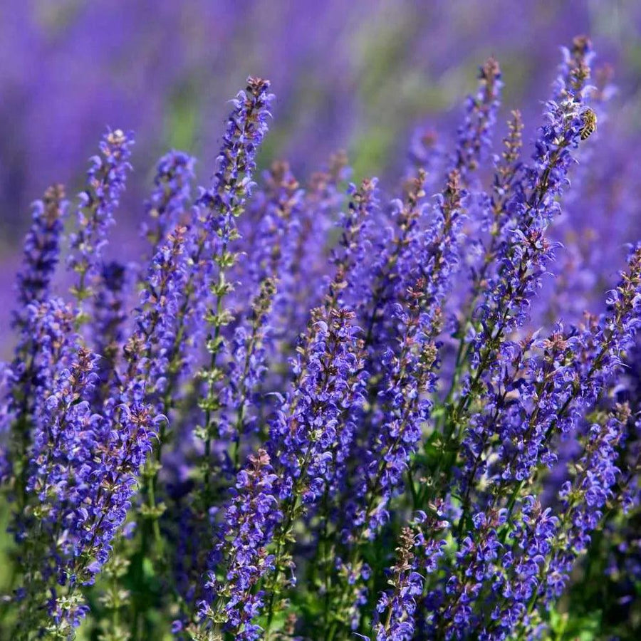 Incorporating Purple Plants: Tips for Designing a Colorful Landscape