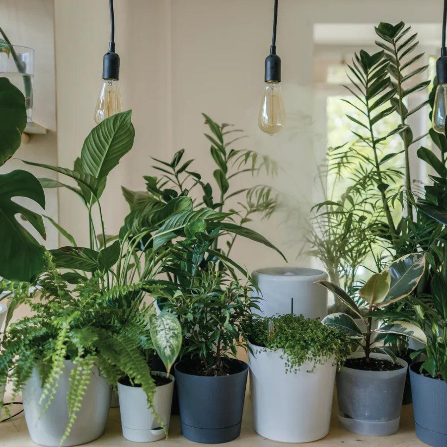 How to Create a Stylish Indoor Jungle with House Plants
