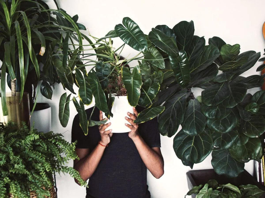 Learning About Tropical Plants | A Comprehensive Guide