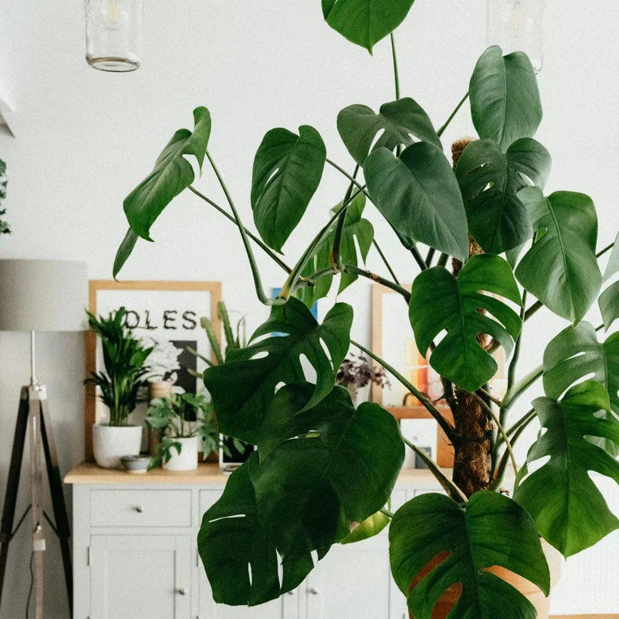 Monstera Plant Care Made Easy, 