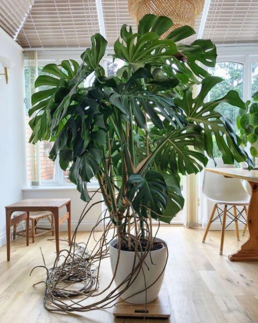 Should I cut off the brown aerial roots from Monstera Deliciosa?
