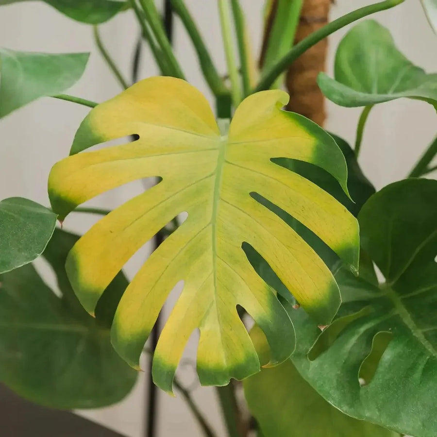 How to Save Your Monstera Plant from Yellowing Leaves