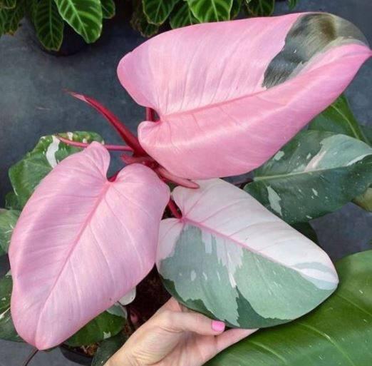 How to Get Super Bright Pink Leaves on the Philodendron Pink Princess