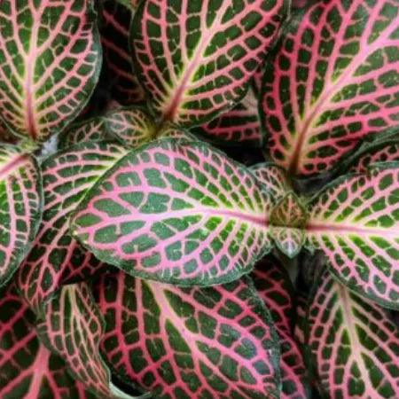 How to Propagate Pink Variegated Plants Successfully