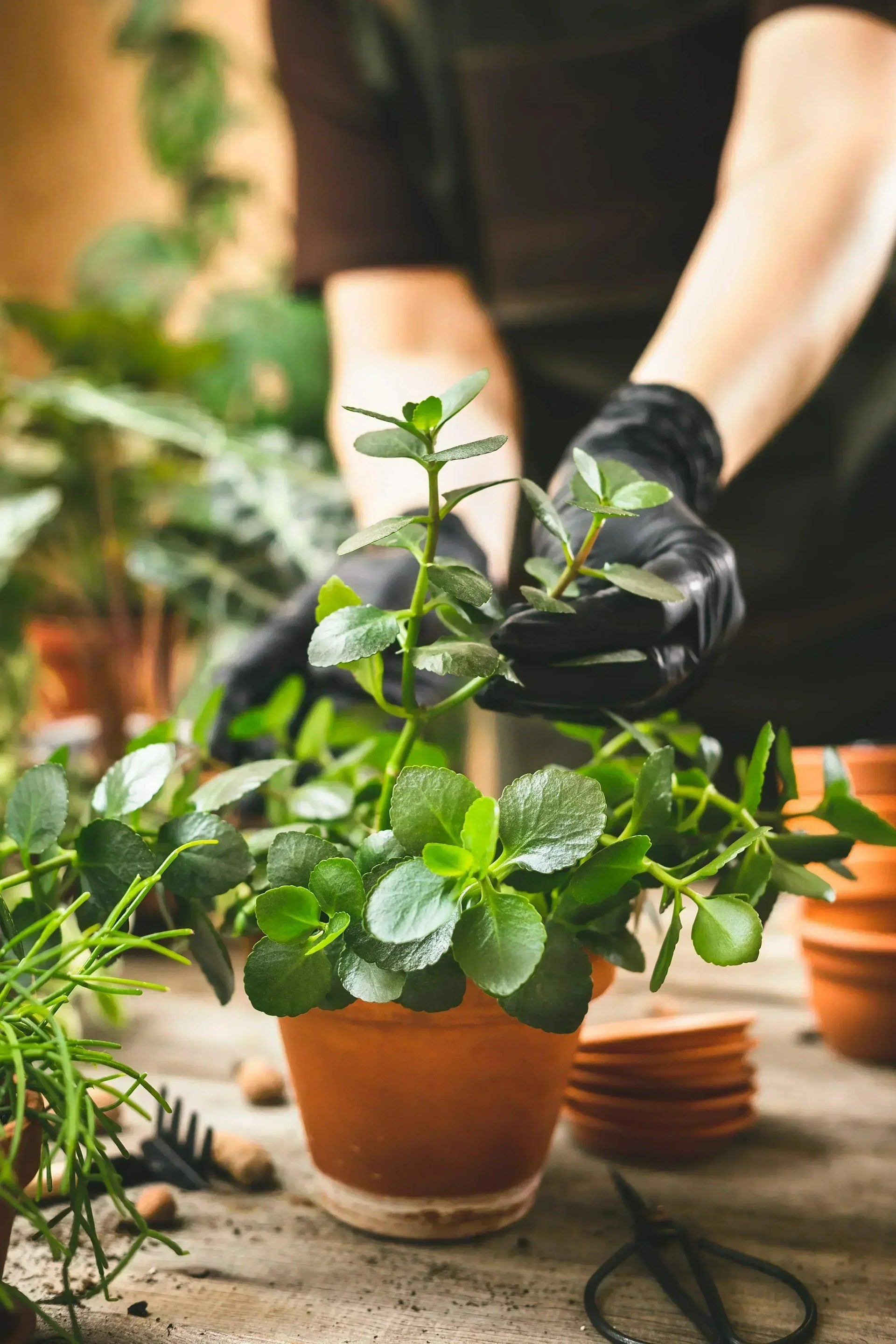 How to Till Soil before Planting Flowers: Essential Tips for Success