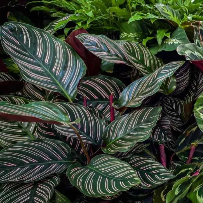 How to Propagate Calathea Rosy: A Step-by-Step Guide