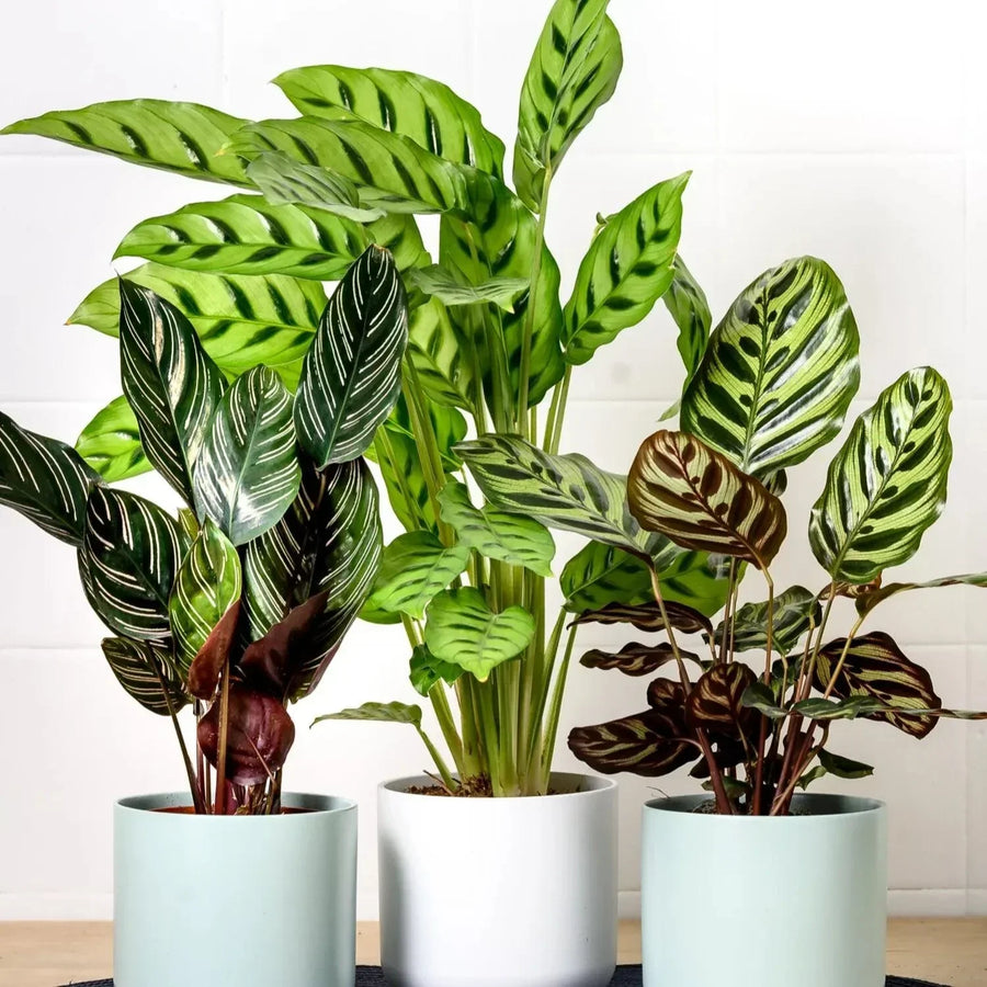 https://www.bumbleplants.com/cdn/shop/articles/Rare_Houseplants.webp?v=1756191350&width=900&utm_source=chatgpt.com
