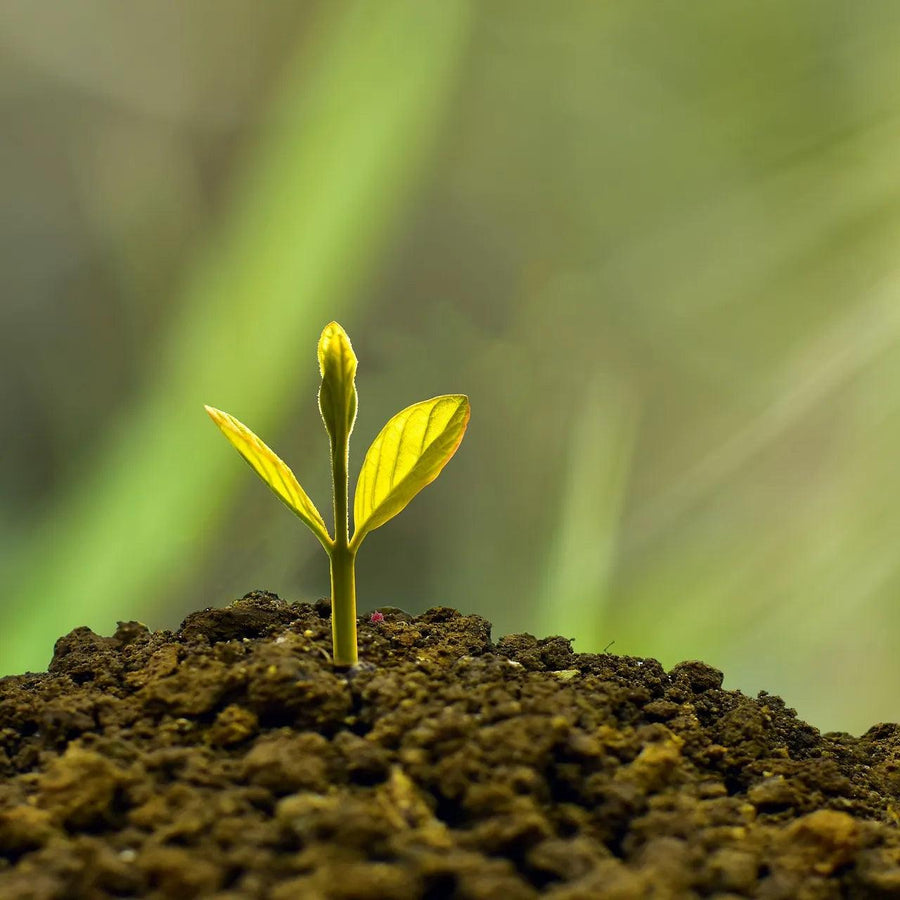 Seasonal Plant Care Made Easy: Essential Strategies for Success