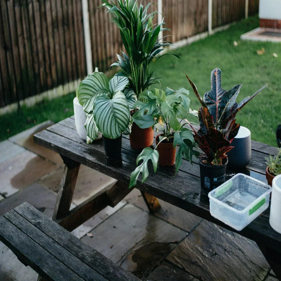 Why You Should Switch to a Self-Watering Plant System Today