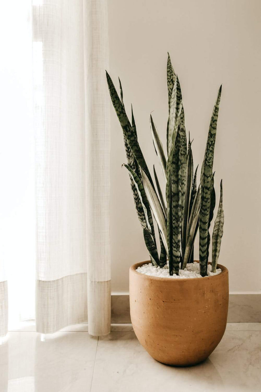 7 Best Low Light Houseplants