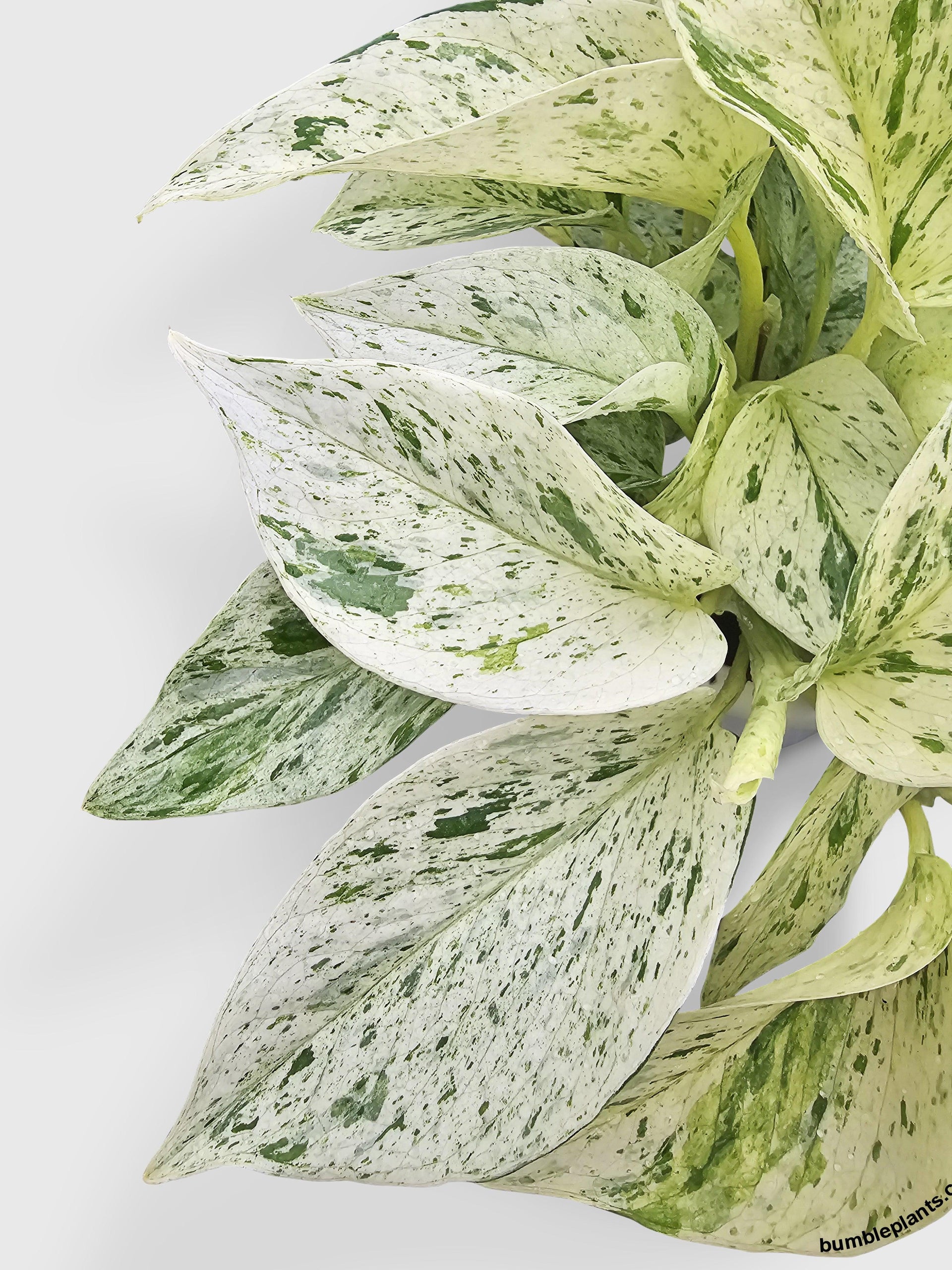 philodendron light Philodendron Gloriosum 4