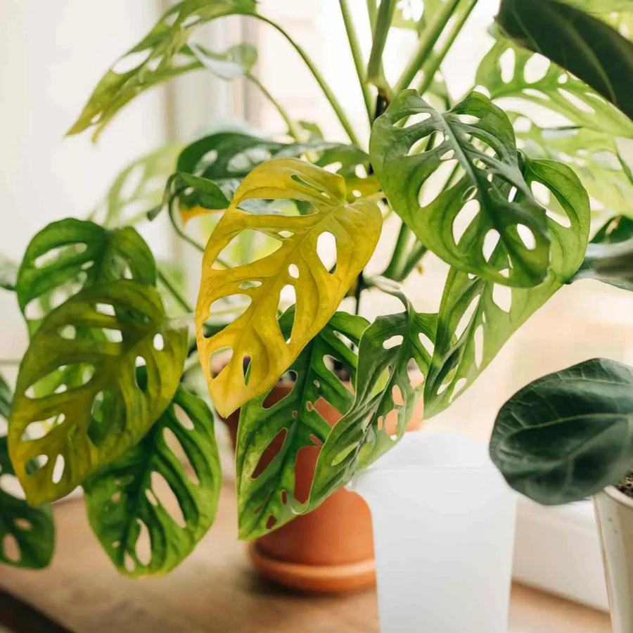  Monstera Leaves Turning Yellow