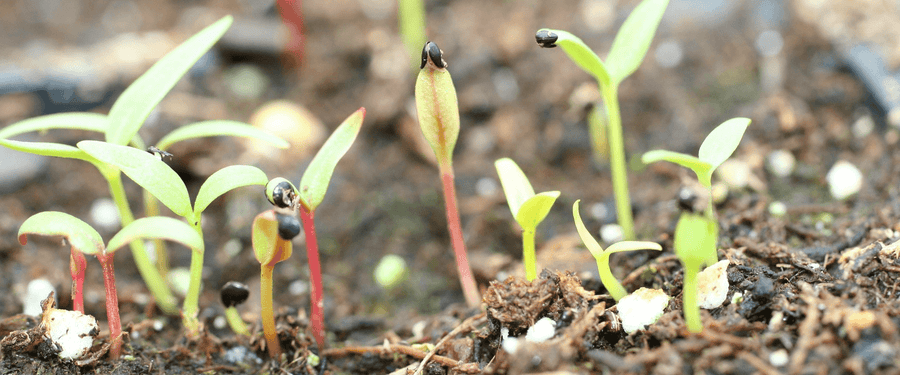 Steps to Germinate Seeds of Houseplants Successfully