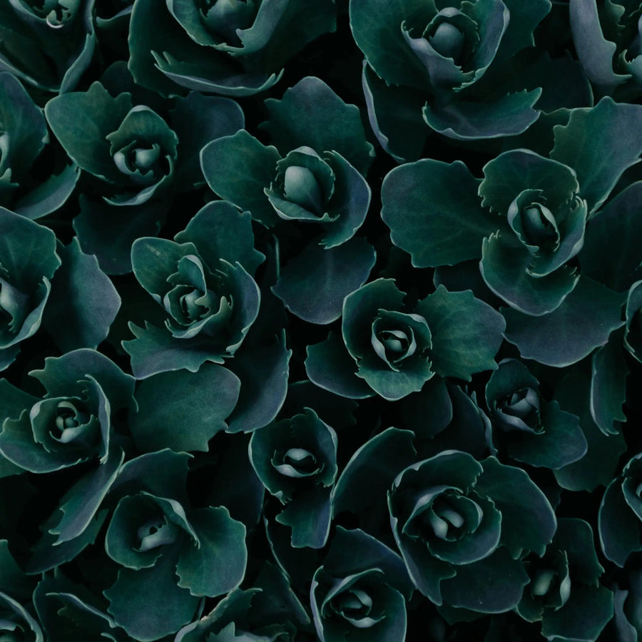Textured Plants Everything You Need to Know